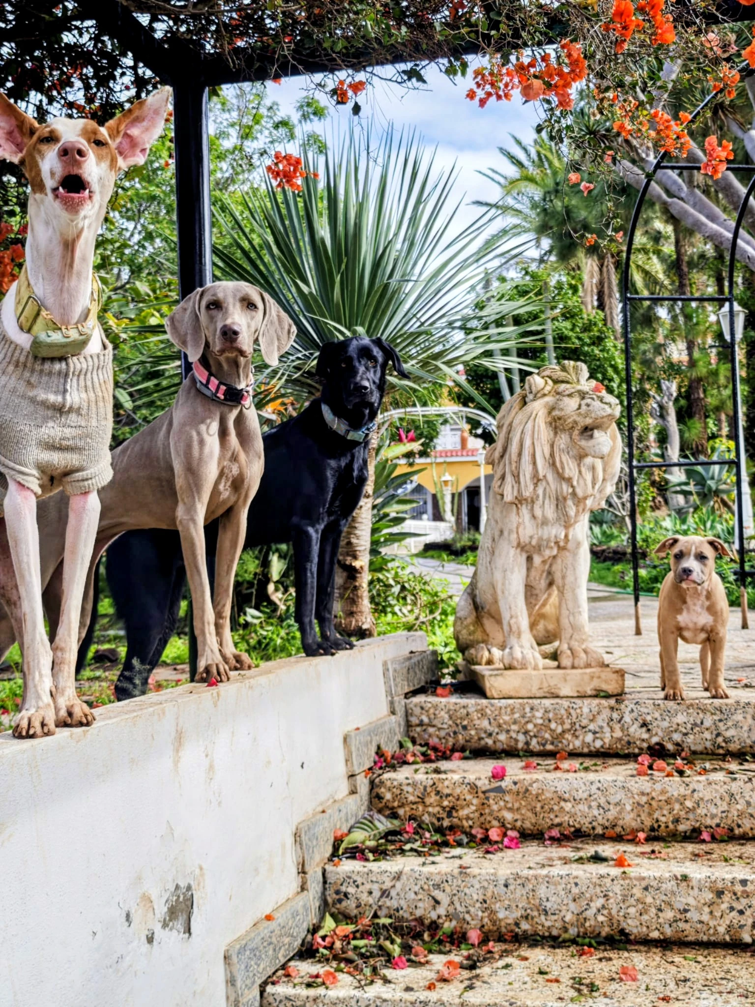 Perro feliz en Villa Sere
